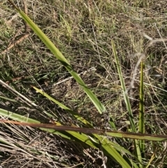 Dianella revoluta var. revoluta at Garran, ACT - 24 Jul 2023 01:36 PM