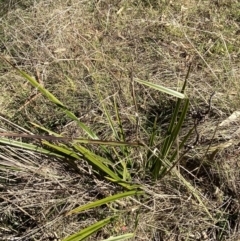 Dianella revoluta var. revoluta at Garran, ACT - 24 Jul 2023 01:36 PM