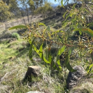 Acacia rubida at Hughes, ACT - 24 Jul 2023