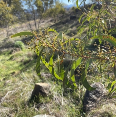 Acacia rubida (Red-stemmed Wattle, Red-leaved Wattle) at Hughes, ACT - 24 Jul 2023 by Tapirlord