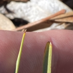 Lomandra filiformis subsp. coriacea at Garran, ACT - 24 Jul 2023 01:34 PM