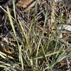 Lomandra filiformis subsp. coriacea at Garran, ACT - 24 Jul 2023 01:34 PM