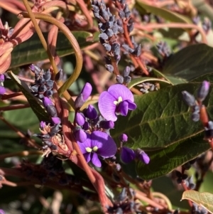 Hardenbergia violacea at Garran, ACT - 24 Jul 2023 01:34 PM