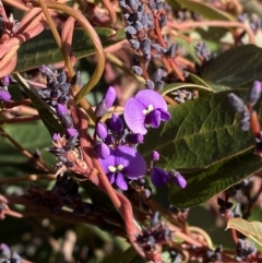 Hardenbergia violacea at Garran, ACT - 24 Jul 2023 01:34 PM