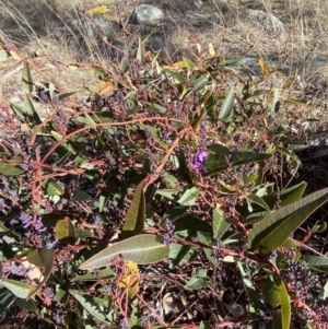 Hardenbergia violacea at Garran, ACT - 24 Jul 2023 01:34 PM