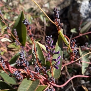 Hardenbergia violacea at Garran, ACT - 24 Jul 2023