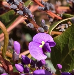 Hardenbergia violacea at Garran, ACT - 24 Jul 2023 01:34 PM