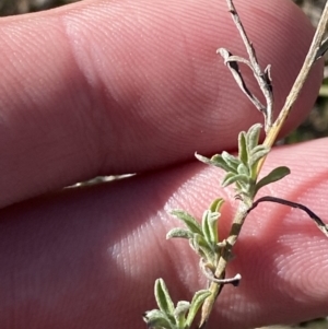 Vittadinia gracilis at Garran, ACT - 24 Jul 2023