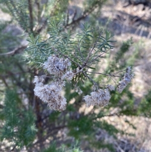 Cassinia aculeata subsp. aculeata at Garran, ACT - 24 Jul 2023