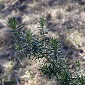 Cassinia aculeata subsp. aculeata at Garran, ACT - 24 Jul 2023