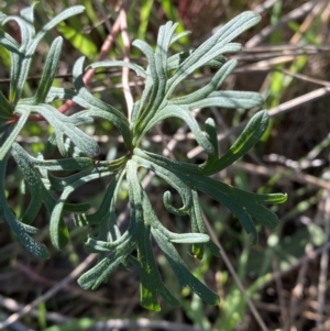 Geranium retrorsum at Garran, ACT - 24 Jul 2023 01:31 PM