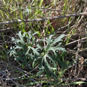 Geranium retrorsum at Garran, ACT - 24 Jul 2023 01:31 PM