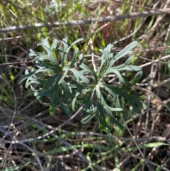 Geranium retrorsum at Garran, ACT - 24 Jul 2023 01:31 PM