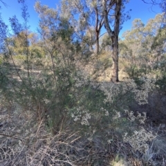 Cassinia quinquefaria (Rosemary Cassinia) at Garran, ACT - 24 Jul 2023 by Tapirlord