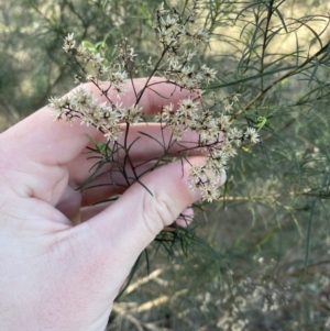 Cassinia quinquefaria at Garran, ACT - 24 Jul 2023