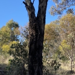 Eucalyptus melliodora (Yellow Box) at Garran, ACT - 24 Jul 2023 by Tapirlord