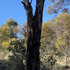 Eucalyptus melliodora (Yellow Box) at Garran, ACT - 24 Jul 2023 by Tapirlord