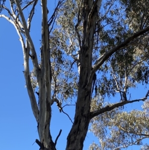 Eucalyptus melliodora at Garran, ACT - 24 Jul 2023 01:30 PM