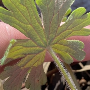 Geranium solanderi var. solanderi at Garran, ACT - 24 Jul 2023