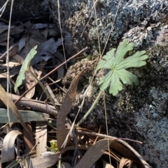 Geranium solanderi var. solanderi at Garran, ACT - 24 Jul 2023