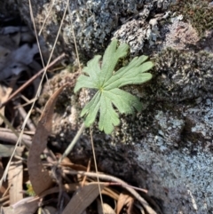 Geranium solanderi var. solanderi at Garran, ACT - 24 Jul 2023