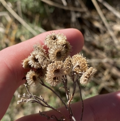 Chrysocephalum semipapposum (Clustered Everlasting) at Garran, ACT - 24 Jul 2023 by Tapirlord