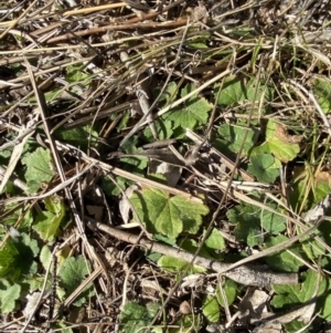 Hydrocotyle laxiflora at Garran, ACT - 24 Jul 2023