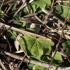 Hydrocotyle laxiflora at Garran, ACT - 24 Jul 2023