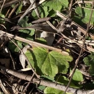 Hydrocotyle laxiflora at Garran, ACT - 24 Jul 2023