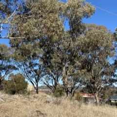 Eucalyptus bridgesiana (Apple Box) at Hughes, ACT - 24 Jul 2023 by Tapirlord