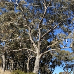 Eucalyptus bridgesiana at Red Hill to Yarralumla Creek - 24 Jul 2023 01:28 PM