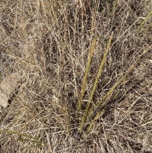 Lomandra multiflora at Hughes, ACT - 24 Jul 2023