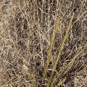 Lomandra multiflora at Hughes, ACT - 24 Jul 2023