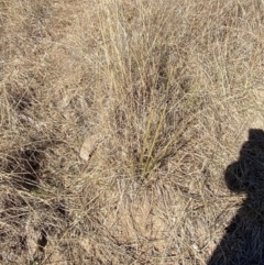 Lomandra multiflora at Hughes, ACT - 24 Jul 2023