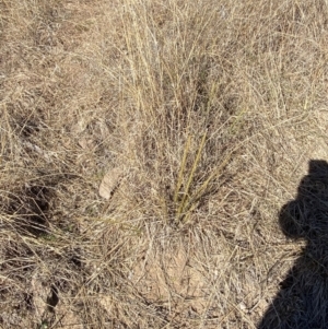 Lomandra multiflora at Hughes, ACT - 24 Jul 2023