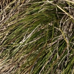 Carex inversa (Knob Sedge) at Garran, ACT - 24 Jul 2023 by Tapirlord
