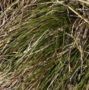 Carex inversa at Garran, ACT - 24 Jul 2023 01:28 PM