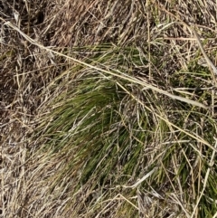 Carex inversa at Garran, ACT - 24 Jul 2023 01:28 PM