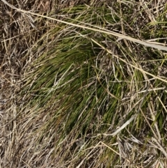 Carex inversa at Garran, ACT - 24 Jul 2023 01:28 PM