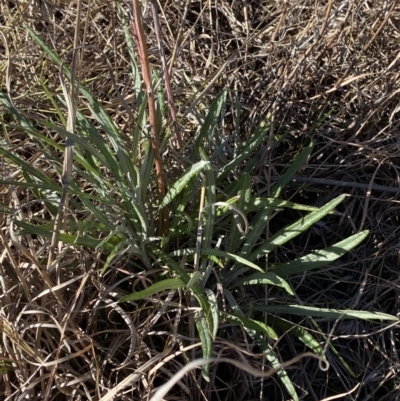 Senecio quadridentatus (Cotton Fireweed) at Garran, ACT - 24 Jul 2023 by Tapirlord