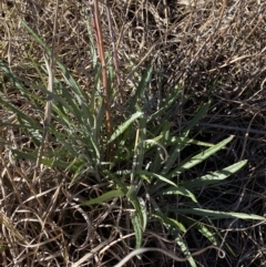 Senecio quadridentatus at Garran, ACT - 24 Jul 2023 01:28 PM