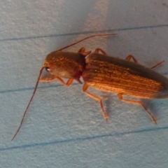 Monocrepidius (genus) (Click beetle) at Borough, NSW - 3 Aug 2023 by Paul4K