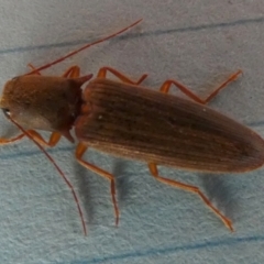 Monocrepidus sp. (genus) at Borough, NSW - 3 Aug 2023