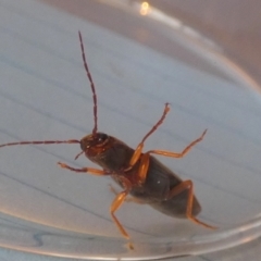 Monocrepidius (genus) at Borough, NSW - suppressed
