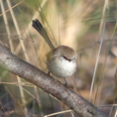 Malurus cyaneus (Superb Fairywren) at Bicentennial Park - 3 Aug 2023 by Paul4K