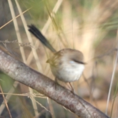 Malurus cyaneus at Queanbeyan West, NSW - 4 Aug 2023 08:10 AM