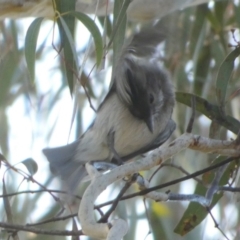 Pachycephala pectoralis (Golden Whistler) at Queanbeyan West, NSW - 3 Aug 2023 by Paul4K