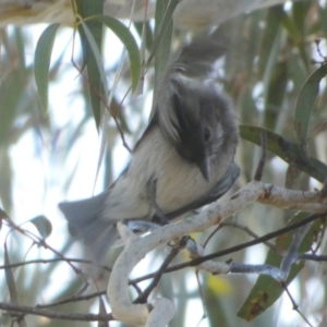 Pachycephala pectoralis at Queanbeyan West, NSW - 4 Aug 2023 08:17 AM