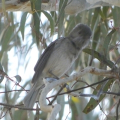 Pachycephala pectoralis at Queanbeyan West, NSW - 4 Aug 2023 08:17 AM