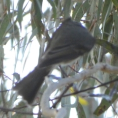 Pachycephala pectoralis at Queanbeyan West, NSW - 4 Aug 2023 08:17 AM